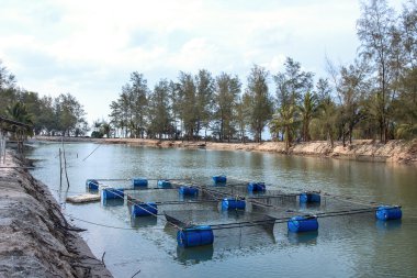 kafes su ürünleri yetiştiriciliği, Tayland