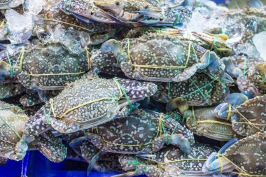 Çiçek yengeç, mavi yengeç, mavi yüzücü yengeç, Satılık at yengeç