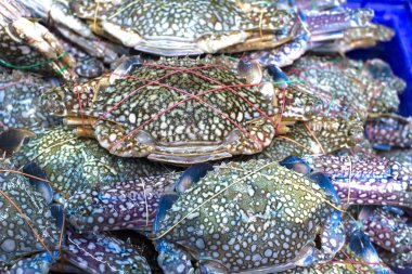 Çiçek yengeç, mavi yengeç, mavi yüzücü yengeç, Satılık at yengeç