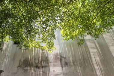 Abstract shadow and covered leaves  on concrete wall background.