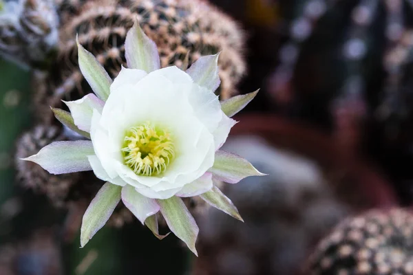 Fioritura Fiore Bianco Puro Lobivia Cactus — Foto Stock