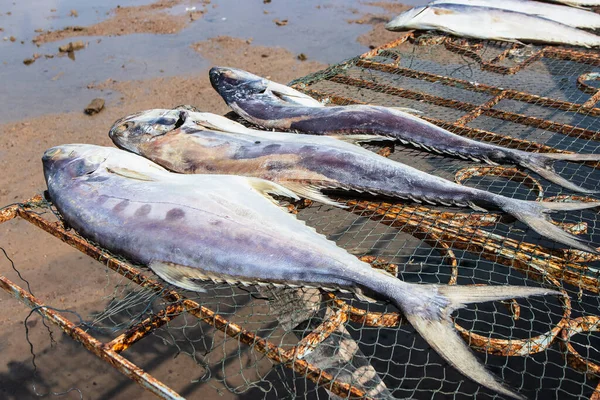 Сушеные Рыбки Скомбероморы Соленые Гриле — стоковое фото