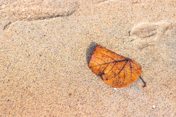 Dry Leaf White Sand Beach Abstract Natural Concept — Stock Photo, Image