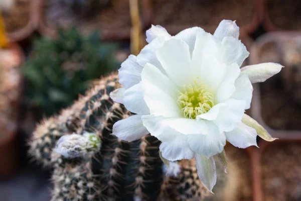 Blooming White Flower Lobivia Cactus Natural Concept — Fotografia de Stock