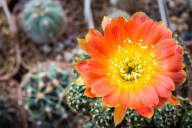 Lobivia kaktüsünün açan portakal çiçeği.