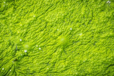 Yeşil yosun dokusu ve arkaplanı.