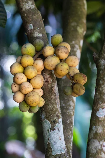Southern Langsat Longkong Fruit Branch — Stock Photo, Image