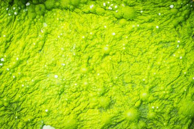 Yeşil yosun dokusu ve arkaplanı.