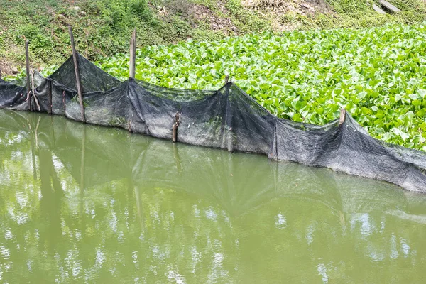 Black Net Separating Water Hyacinth Prevent Water Spoilage — Stockfoto