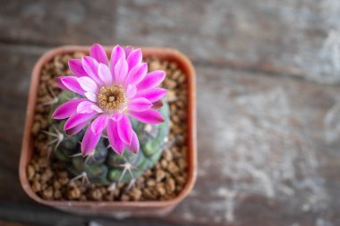 Ahşap arka planda jimnastik kaktüsünün pembe çiçeği..