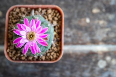 Ahşap arka planda jimnastik kaktüsünün pembe çiçeği..