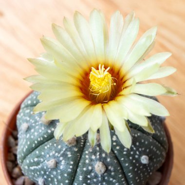 Astrophytum kaktüsünün çiçek açan sarı çiçeği. Yakın çekim..