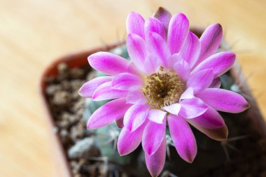 Gymnocalycium kaktüsünün çiçek açan pembe çiçeği. Yakın çekim..