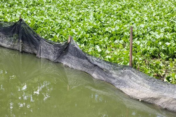 Una Red Negra Separa Jacinto Agua Para Evitar Deterioro Del —  Fotos de Stock