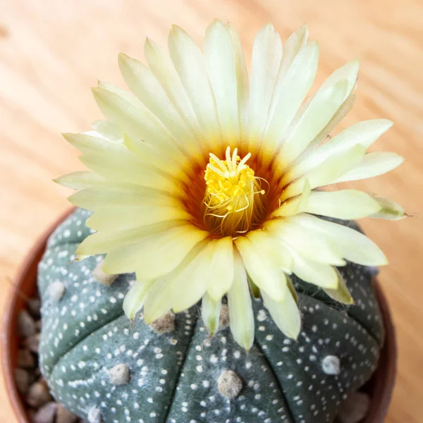 Blooming Yellow Flower Astrophytum Cactus Close Shot — Foto Stock