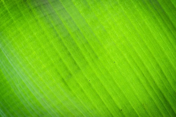 Bananenblatt Oberfläche Hintergrund Und Textur — Stockfoto