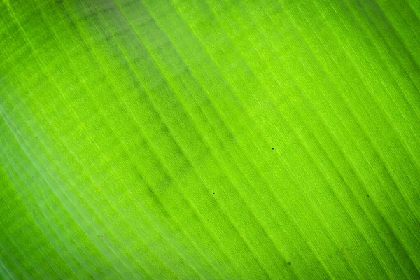 Folha Banana Superfície Fundo Textura — Fotografia de Stock