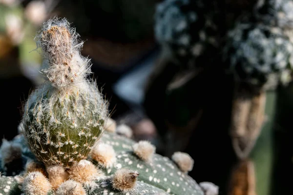 Een Zaaddoos Van Astrophytum Asterias Cactus Zwarte Achtergrond Macro Injectie — Stockfoto