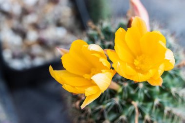 Mammillaria kaktüsünün sarı çiçeği.