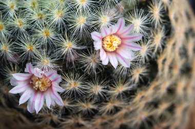 Close up of a pink flower of Mammillaria Schiedeana cactus. 