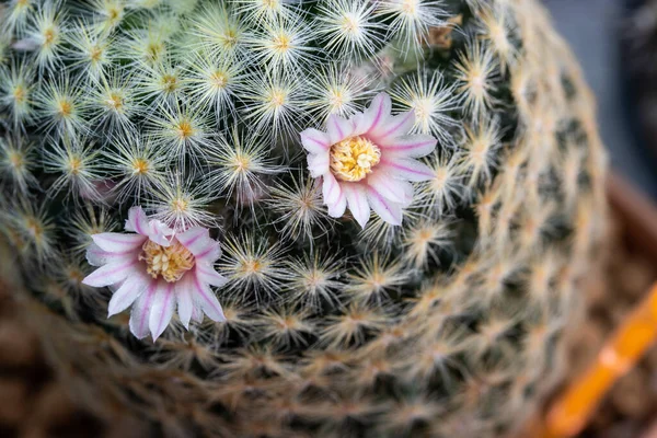 Close Pink Flower Mammillaria Schiedeana Cactus — Fotografia de Stock