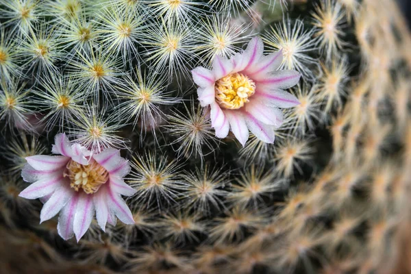 Close Pink Flower Mammillaria Schiedeana Cactus — Fotografia de Stock