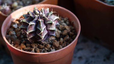 Variegated Gymnocalycium Mihanovichii cactus purple and green color in the pot.