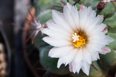 Blooming white flower of cactus. Close up and macro concept. Selective focus.