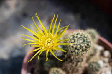 The Yellow flower of the Lobivia cactus is blooming on the pot