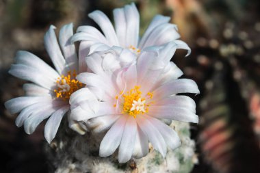 Blooming pink and white cactus flowers on dark background.