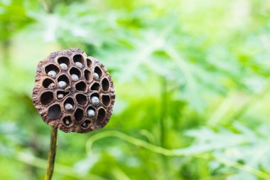 Many black lotus seeds are nearly dead in the garden.