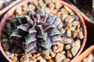 Çeşitli Gymnocalycium kaktüslerini kapat 