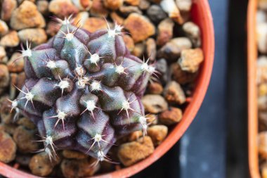 Mor ve yeşil desenli spor salonu Variegata kaktüsü..