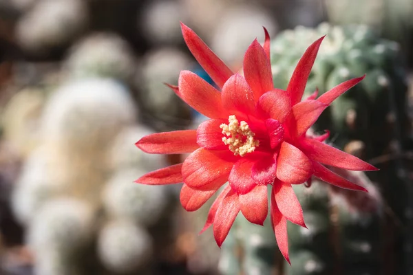 Blooming Red Flower Matucana Cactus Macro Concept — Foto Stock