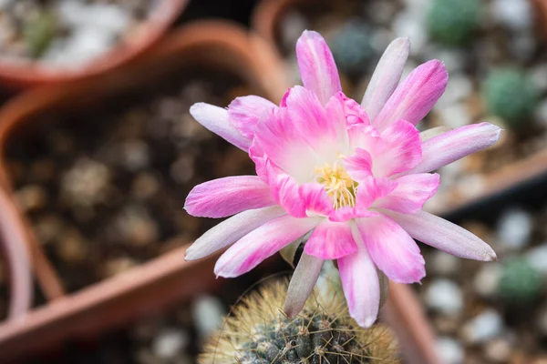 Blooming Pink White Flower Lobivia Cactus — ストック写真