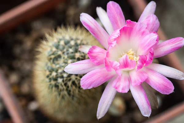 Blooming Pink White Flower Lobivia Cactus — Fotografia de Stock