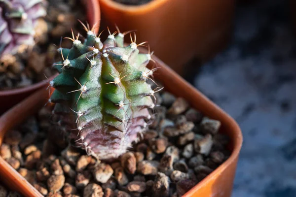 Top View Gymnocalycium Cactus Has Good Shape Color — Stockfoto