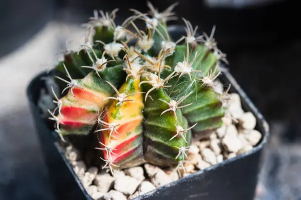Focus Beautiful Variegated Gymnocalycium One Type Cactus Pot — Foto Stock