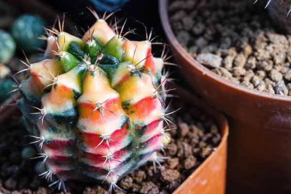 Colorful Shade Variegated Gymnocalycium Cactus Include Multicolor Layers Pot — ストック写真