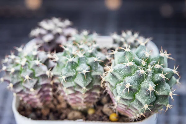 Molti Cactus Verdi Gymnocalycium Una Pentola Marrone — Foto Stock