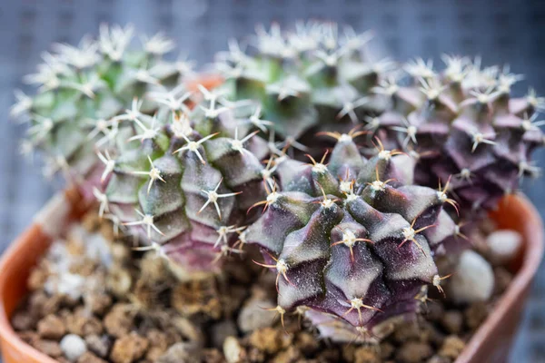 Veel Groene Gymnocalycium Cactus Een Bruine Pot — Stockfoto