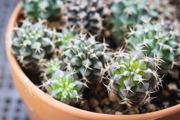 Patroon Van Gymnocalycium Cactus Een Bruine Pot — Stockfoto