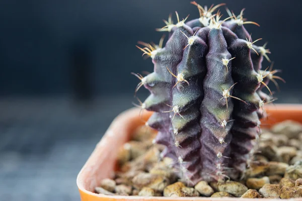 Gymnocalycium Cactus Ibrido Una Pentola — Foto Stock
