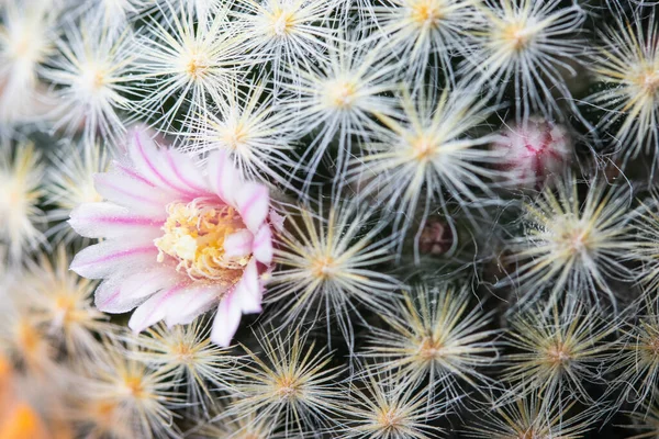 Primer Plano Flores Rosadas Cactus Mammillaria Schiedeana —  Fotos de Stock