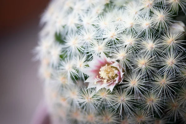 Close Flores Rosa Mammillaria Schiedeana Cacto — Fotografia de Stock