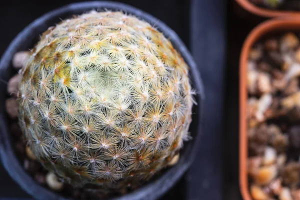 黄金の黄色のとげを持つMammillaria Schiedeanaは頻繁に一緒に閉じます — ストック写真