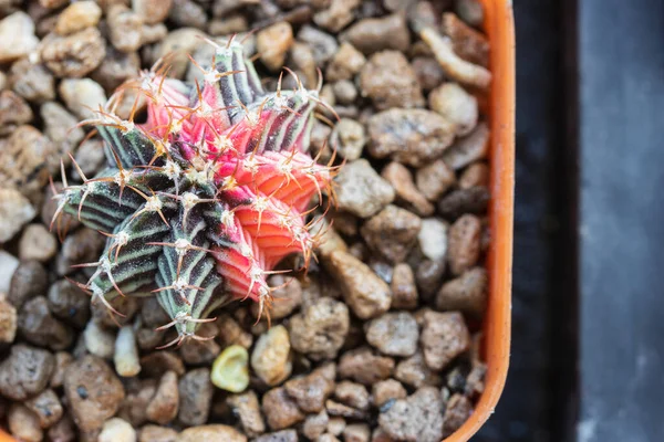 Gymnocalycium Variegata Cactus Con Motivi Rosa Verde — Foto Stock