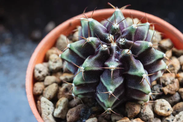 Gevarieerde Gymnocalycium Cactus Met Paarse Groene Patronen — Stockfoto