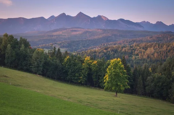 Nádherná Horská Krajina Zelený Strom Mýtině Pozadí Vysokých Štítů — Stock fotografie