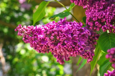Güzel bahar çiçekleri. Yeşil yapraklı arkaplanda mor leylak çiçekleri.